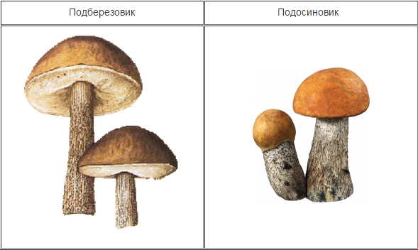 Как сделать грибы подосиновики Как сделать грибы подосиновики