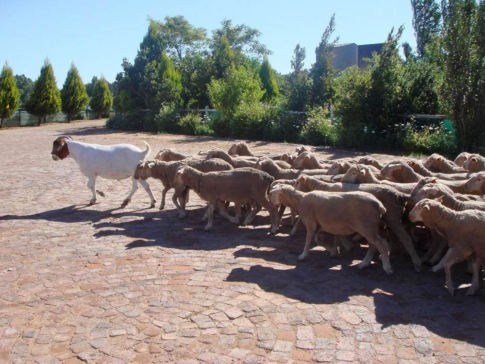 Нужны ли языческие Храмы нам?