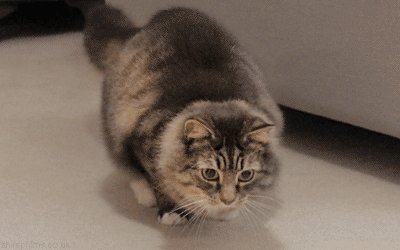 1408771932761.gif