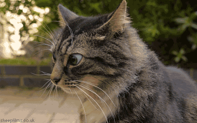 1435504548175982865.gif
