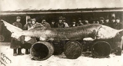 Вот такая рыба в России водилась