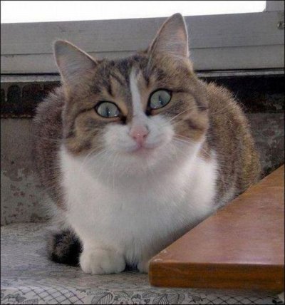 Картинки по запросу кот удивлён