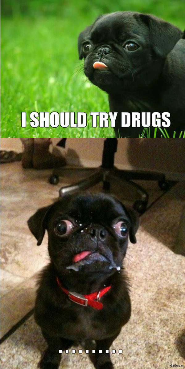 drug dogs essay drug dogs essay