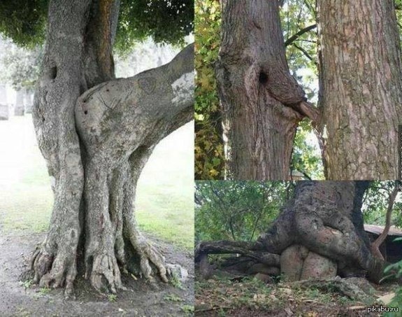 Sex tree