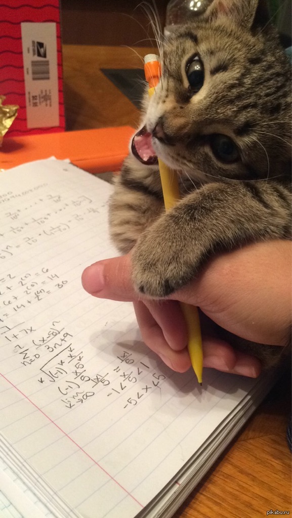 Наглая морда мешает учиться кот, математика, мешает, наглая морда