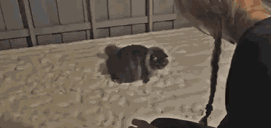 1423929615_368663016.gif