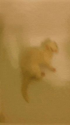 1425628993_1416208218.gif