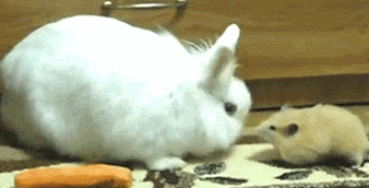 1426076909_609538.gif