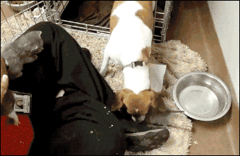 1434674280_846126760.gif