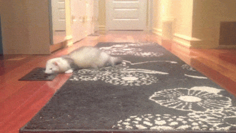 1435046876_1695221936.gif