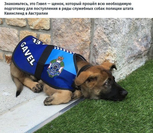 Результат пошуку зображень за запитом "Этот щенок прошел обучение, но был уволен из полиции по невероятно милой причине"
