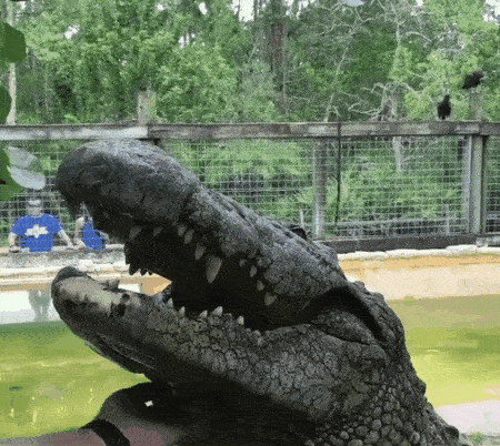 1499631719147016682.gif