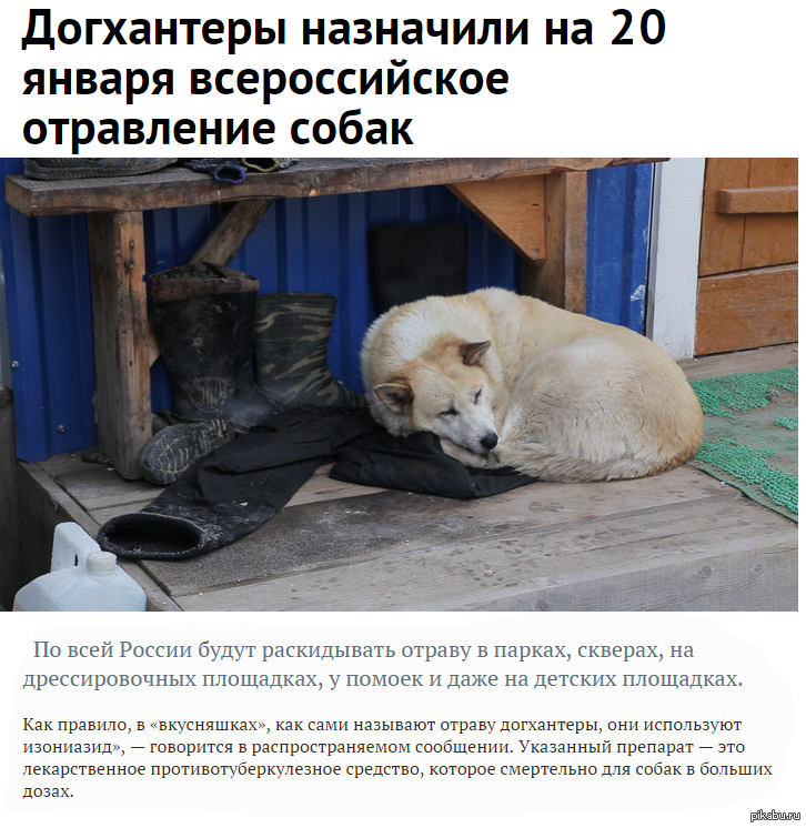 Связаться догхантерами Связаться догхантерами