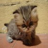 Pikabu profile picture for @taha