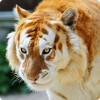 Аватар пользователя catexe