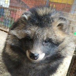 Pupsoph