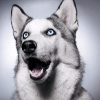 ������ ������������ iHusky