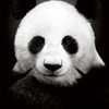 ������ ������������ PandaPandaPanda