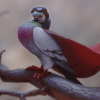 ������ ������������ TheMadPigeon