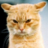 FavoriteCat