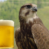 ������ ������������ SokolAndPivo