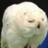OrlyOwl