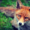 ������ ������������ BlindLynx