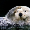 Prettyotter