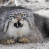 ������ ������������ BlackManul