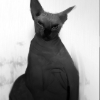 SHEV.pvt