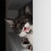 ������ ������������ Little.death