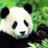 SuperPanda1