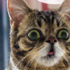 CATFUCKER