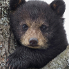 FuriousBear