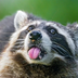 raccoooon