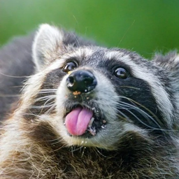 raccoooon
