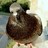PigeonN0