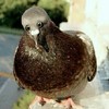 ������ ������������ PigeonN0