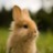 Rabbitt