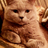 svetikitty