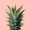 ������ ������������ Pineapple1001