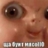 shellwy