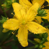   Hypericum