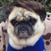 Puggy1