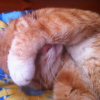 ������ ������������ LLlaPuKoB