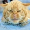 AngryBird