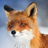 SkyFox707