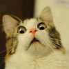 MeowBlya