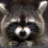 raccoonphobia