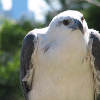 White eagle. White bellied Sea Eagle. Белый Орел птица. Орел белого цвета. Белый Орел в природе.